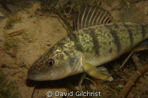 Perch sp. Taken on a night dive in the Niagara River. by David Gilchrist 
